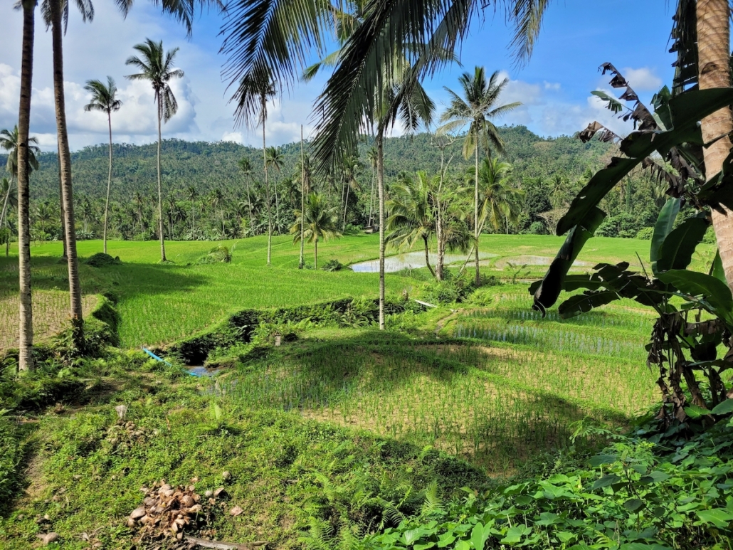 Frisch bepflanzte grüne Reisfelder in Bohol