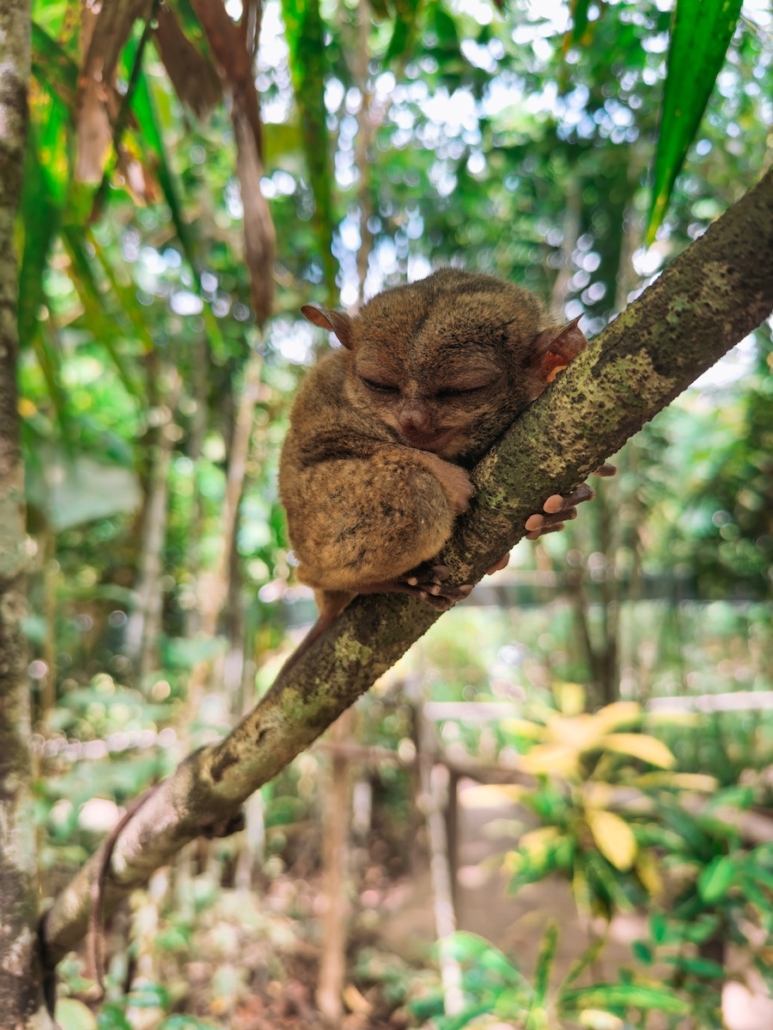 Ein schlafender Tarsier in seinem natürlichen Lebensraum auf Bohol 